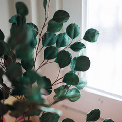 Albero di gomma da eucalipto nella carta verde foresta