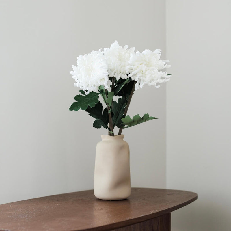 Chrysanthemum bianco