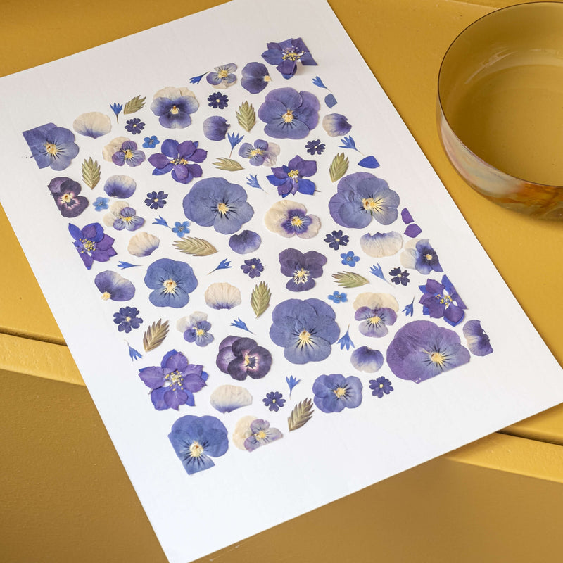 herbier-pensees-flowrette-fleurs-sechee