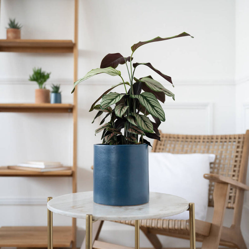 plante-calathea-whitestar
