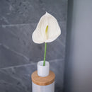 fiori artificiali a forma di fiore. Crema di fiori di anthurium