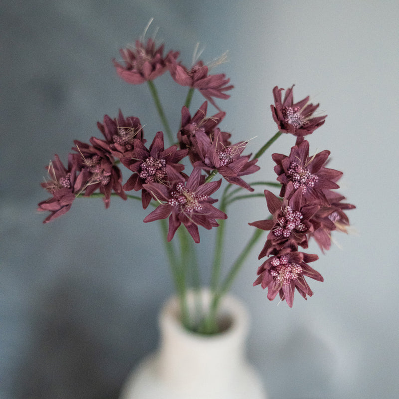 Astrance di carta viola