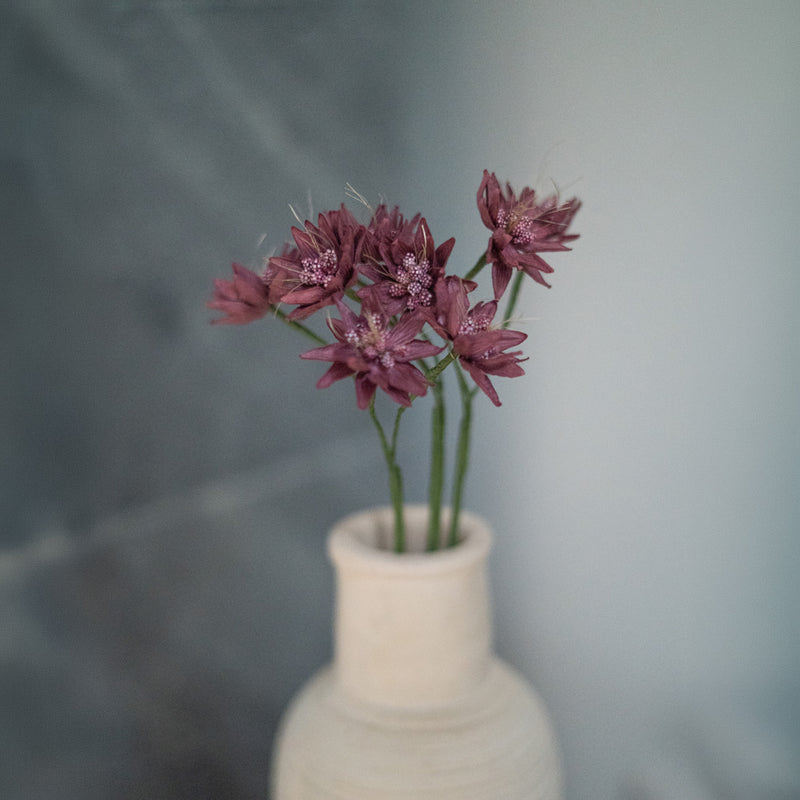 Astrance di carta viola