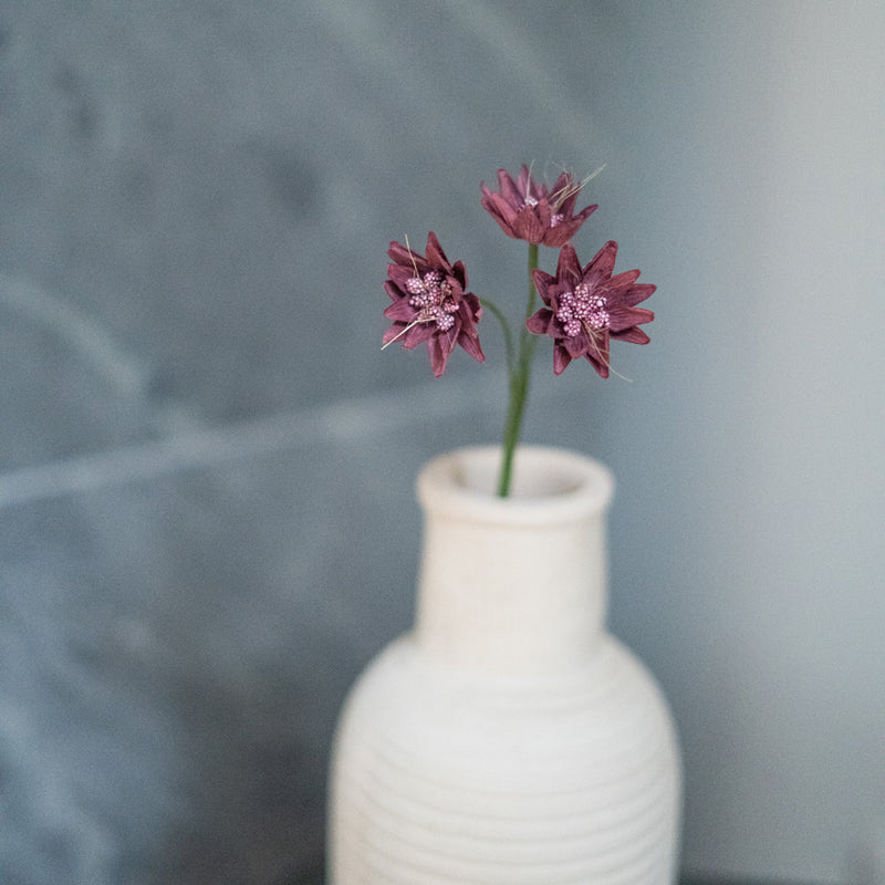 Astrance di carta viola