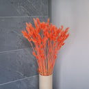 Avvio arancione Lagurus