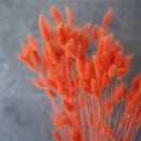 Avvio arancione Lagurus