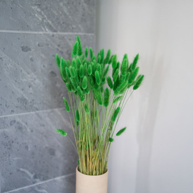 Avvio di Lagurus verde