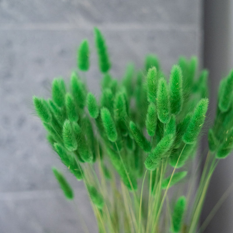 Avvio di Lagurus verde