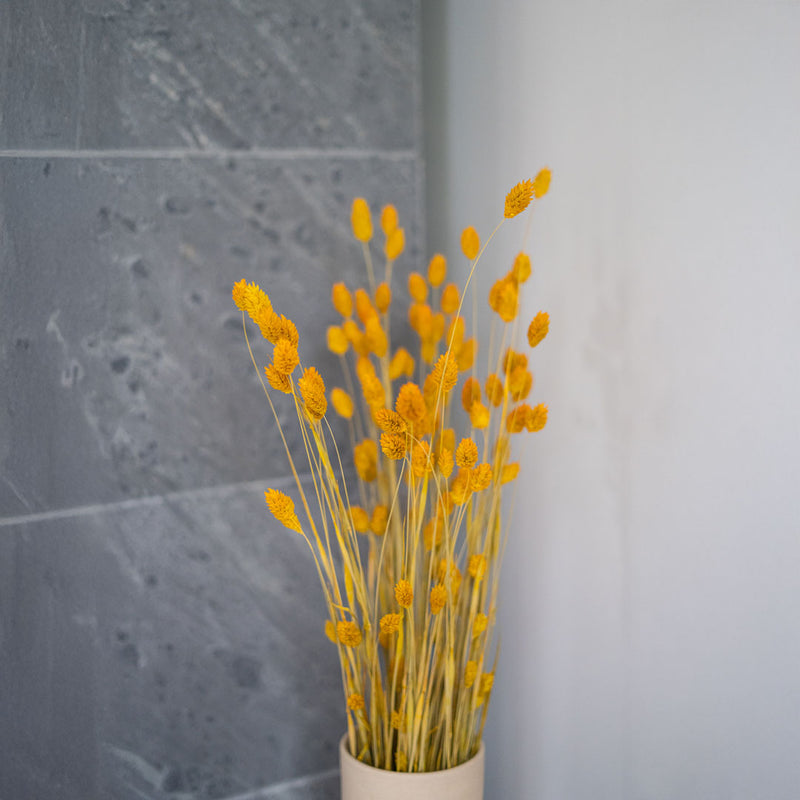 Avvio giallo Phalaris