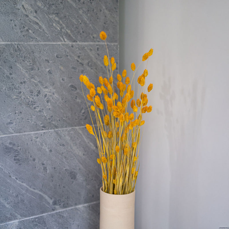 Avvio giallo Phalaris