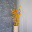 Avvio giallo Phalaris