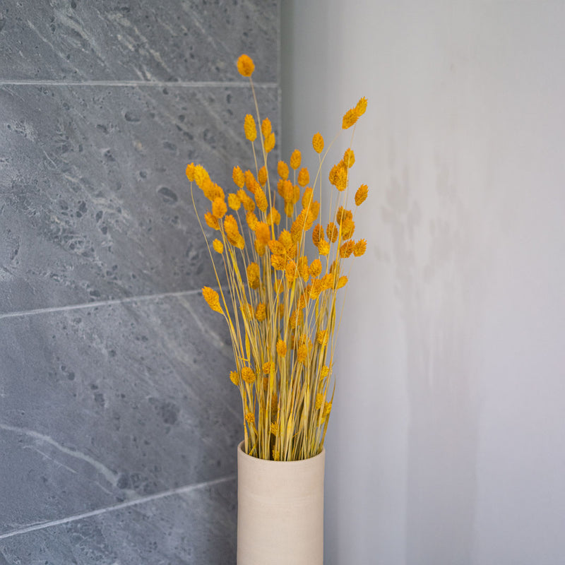 Avvio giallo Phalaris