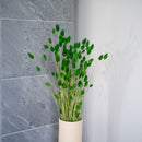 Avvio di Phalaris verde