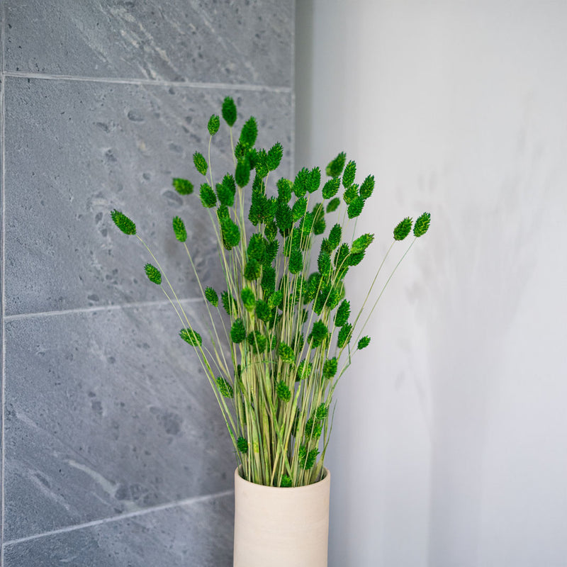 Avvio di Phalaris verde