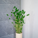 Avvio di Phalaris verde