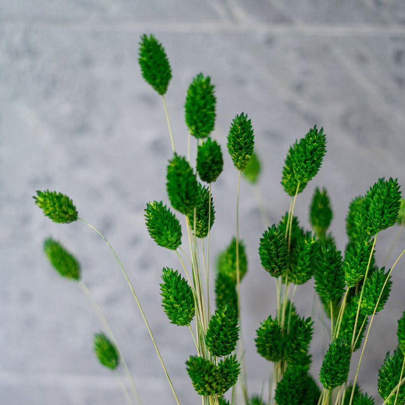 Avvio di Phalaris verde