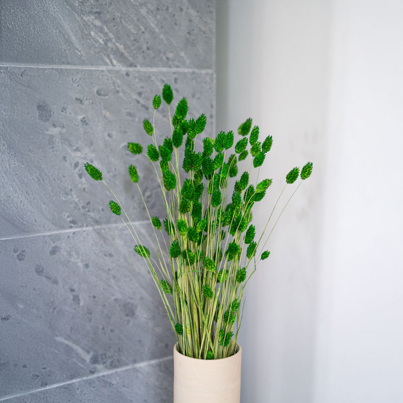 Avvio di Phalaris verde