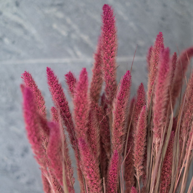 Stivale rosa Sétaire