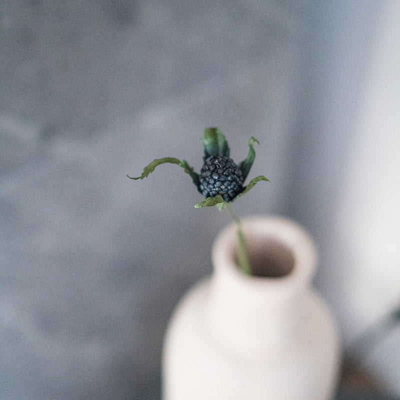 Cardo panicaut in carta blu turchese