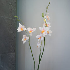 Vanda Orchid in white paper