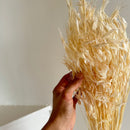 Botte fleurs séchées Avoine Blanc