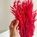 Botte d'Avoine Rouge