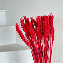 Botte fleurs séchées Blé Rouge