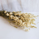 Delphinium bianco in avvio