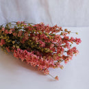 Avvio rosa delfinium