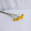 Avvio di craspedas gialli