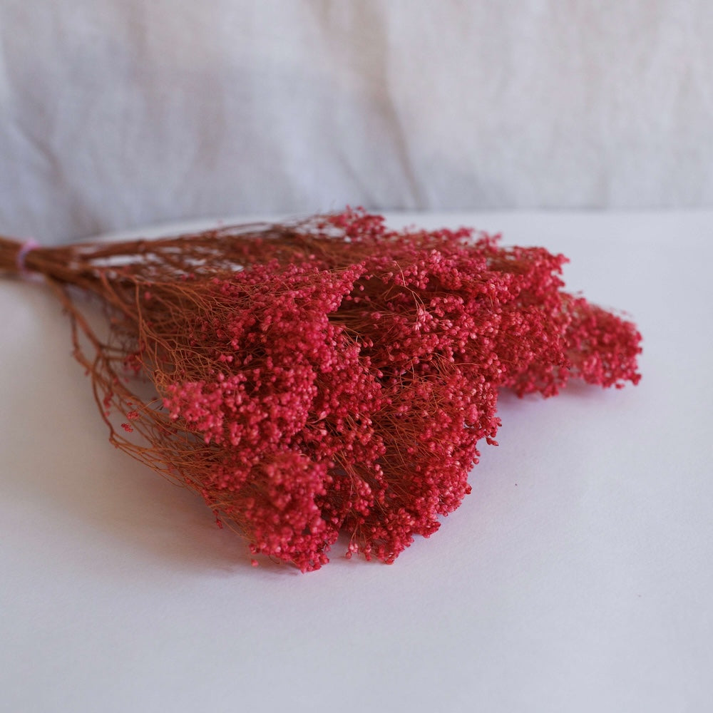 Broom Broom Bloom Rose