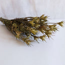 Avvio naturale naturale naturale