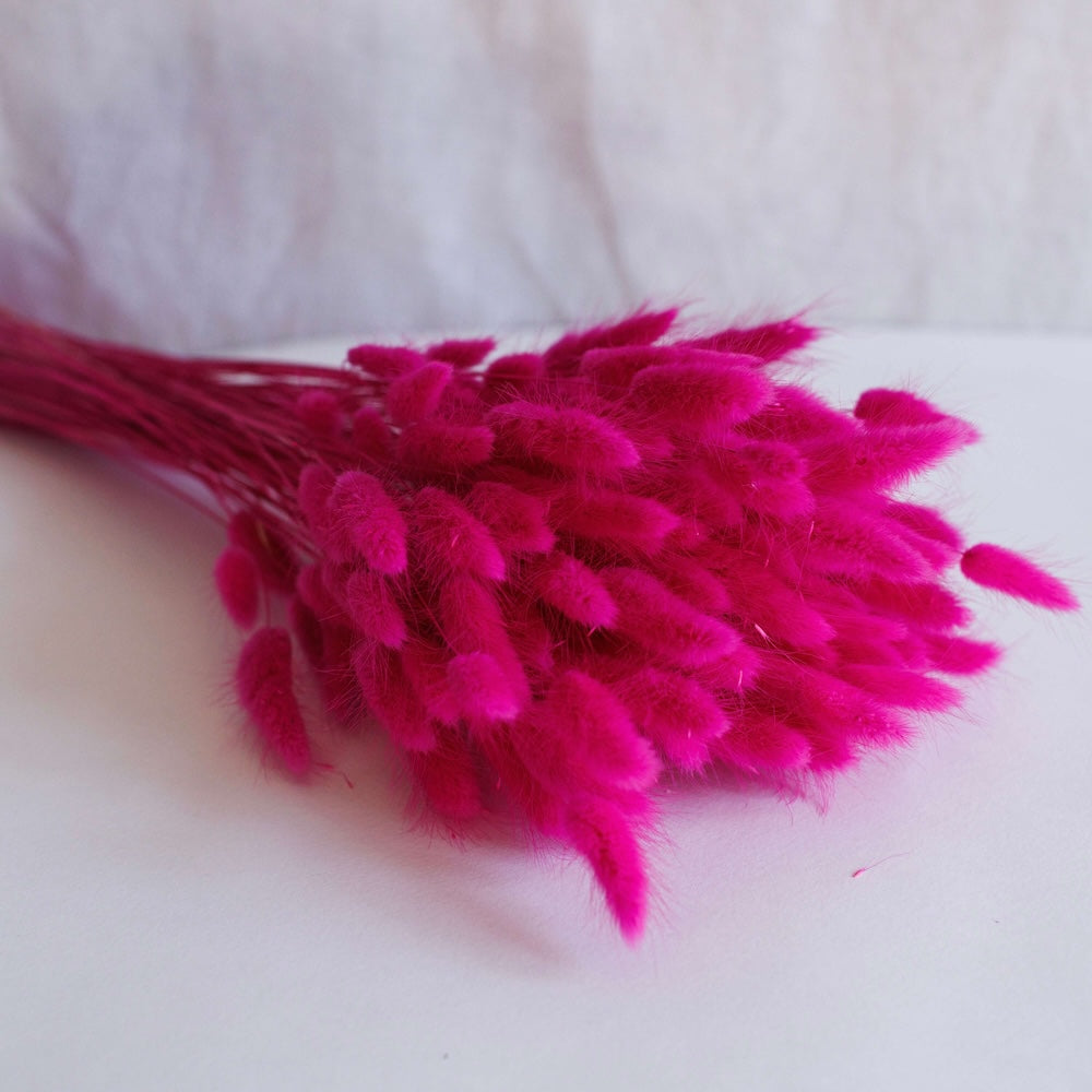 Avvio di Lagurus fucsia