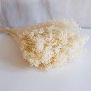 Avvio di scopa bianca