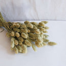 Avvio Phalaris naturale