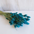 Benzina di avvio blu Phalaris