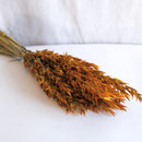 Avvio di avena arancione