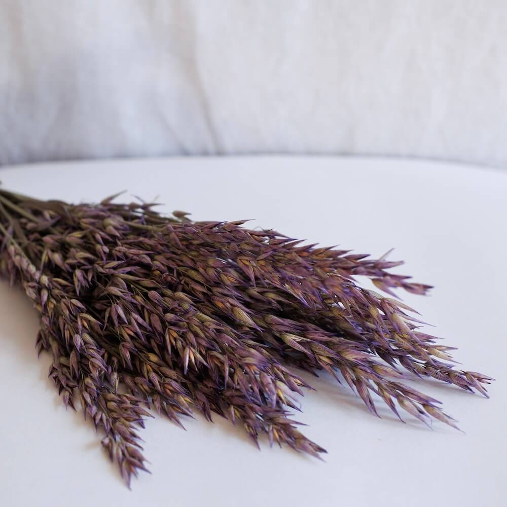 Avvio di avena viola