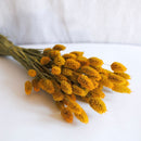 Avvio di Safran Phalaris