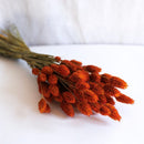 Avvio Phalaris arancione