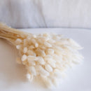 Avvio di Lagurus bianco