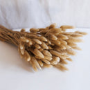 Stivale Lagurus secco naturale