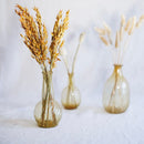 Avvio di avena arancione