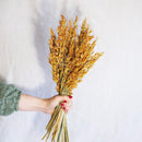 Avvio di avena arancione