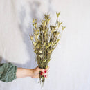 Avvio naturale naturale naturale