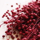 Botte fleurs séchées Lin Magenta