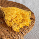 bottes-fleurs-sechees-flowrette-coloree-broom-bloom-jaune-vif