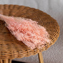 bottes-fleurs-sechees-flowrette-coloree-broom-bloom-rose