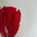 Botte fleurs séchées Broom bloom rouge