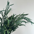 Botte fleurs séchées Eucalyptus Nicoli Vert